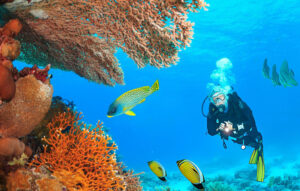 Snorkeling Excursion in Marsa Alam
